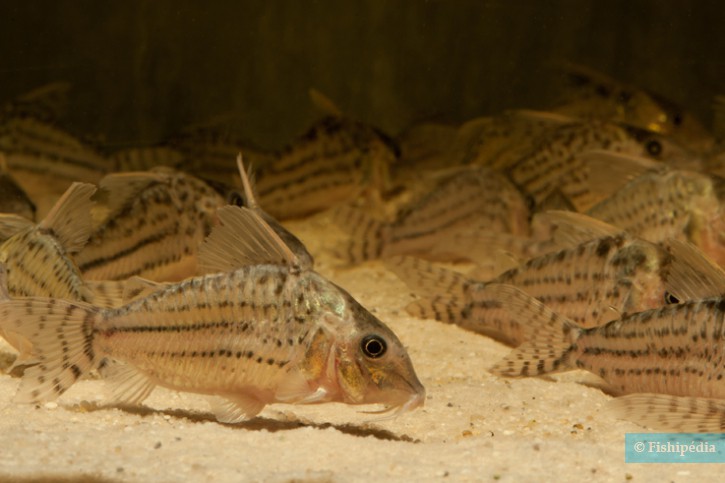 Corydoras ornatus