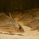 picture of Corydoras ornatus