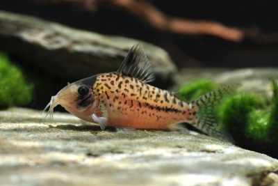 Corydoras orphnopterus Callichthyidae