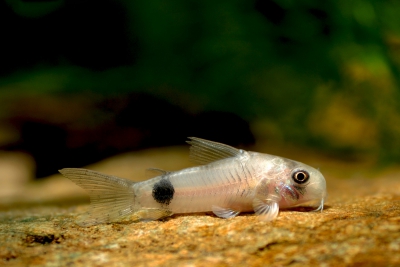 Corydoras ourastigma • Fish sheet