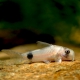 picture of Corydoras ortegai