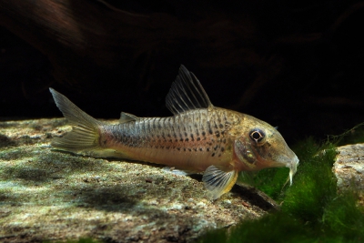 Corydoras ourastigma Callichthyidae