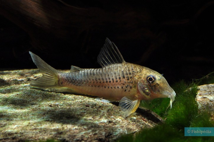 Corydoras ourastigma