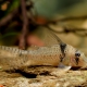 picture of Corydoras pastazensis