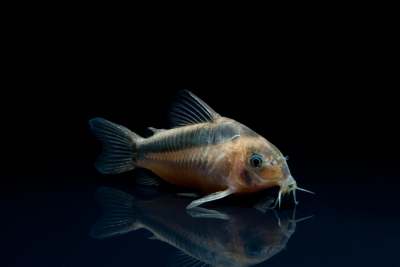 Corydoras rabauti