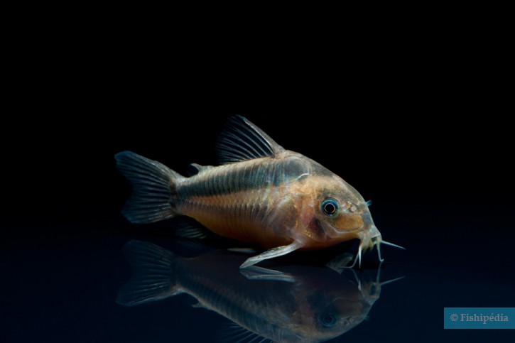 Corydoras rabauti