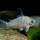 picture of Corydoras reticulatus