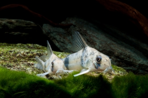 Corydoras reynoldsi