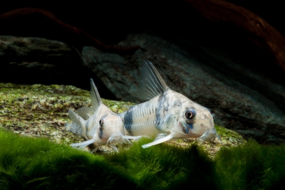 Corydoras reynoldsi Callichthyidae