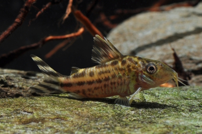 Corydoras robineae