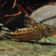 picture of Corydoras robineae