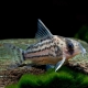 picture of Corydoras schwartzi