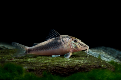 Corydoras semiaquilus Callichthyidae