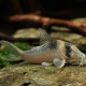 picture of Corydoras serratus