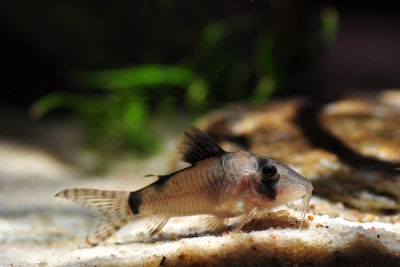 Corydoras simulatus Callichthyidae