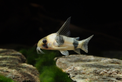 Corydoras tukano Callichthyidae