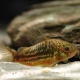 picture of Corydoras undulatus