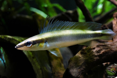 crenicichla notophthalmus Cichlidae