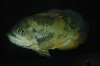 oscar Cichlidae