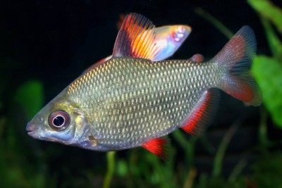 distichodus argenté Distichodontidae