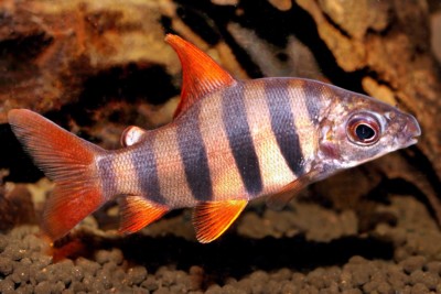 distichodus à six bandes Distichodontidae