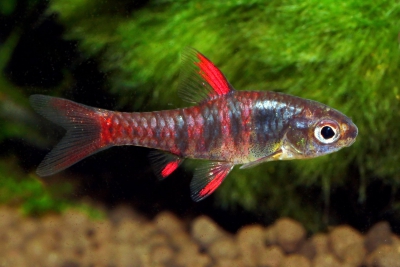 Enteromius jae Cyprinidae