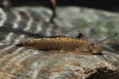 Gastromyzon ctenocephalus Balitoridae