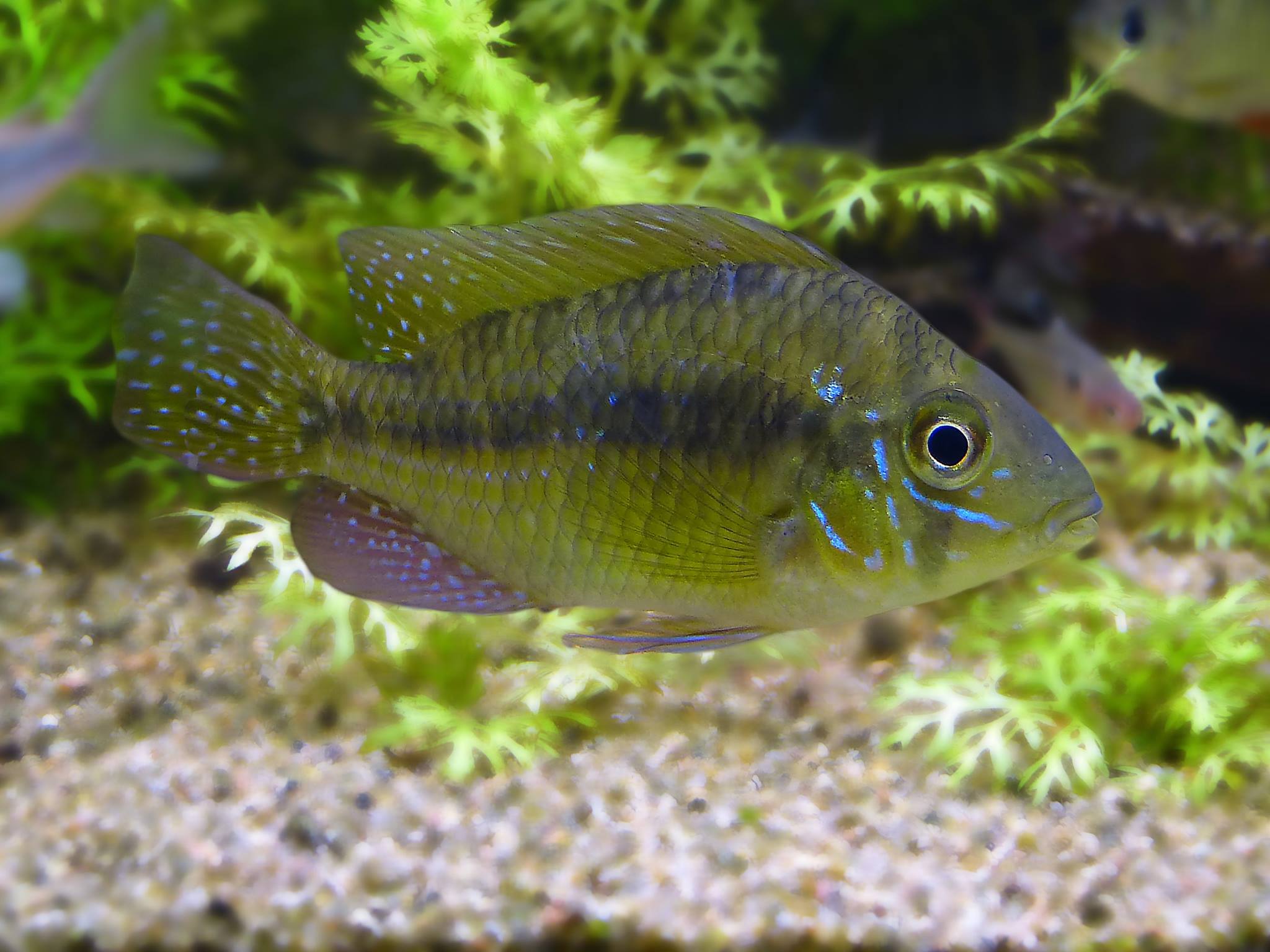 MZUSP 28461 Ho!otype of Gymnogeophagus meridionalis sp. n., SL = 80.3 mm.