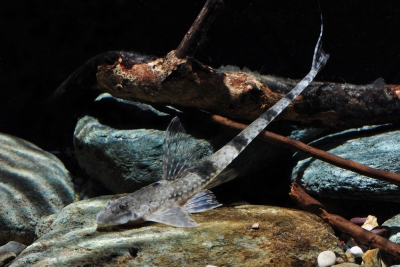 Hemiloricaria fallax Loricariidae
