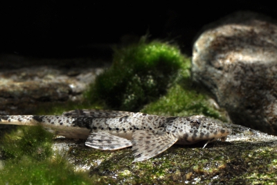 Hemiloricaria formosa Loricariidae