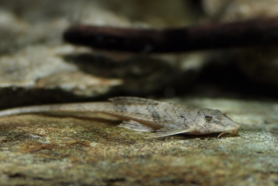 Hemiloricaria morrowi Loricariidae