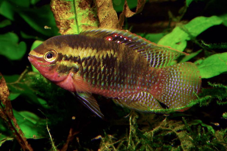 Laetacara dorsigera