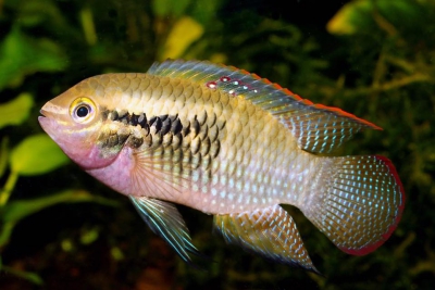 Laetacara dorsigera Cichlidae