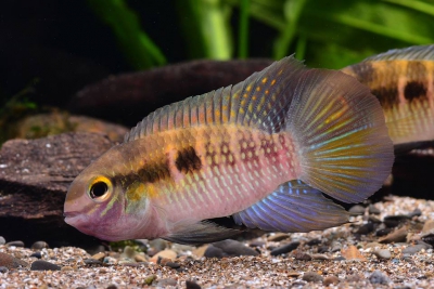 Laetacara fulvipinnis Cichlidae