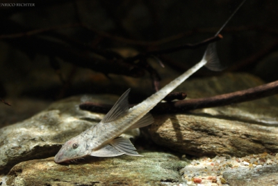 Loricaria birindellii Loricariidae