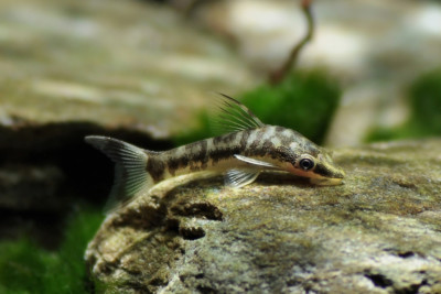 Otocinclus cocama Loricariidae