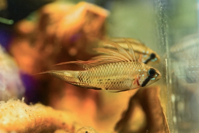Apistogramma piaroa Cichlidae
