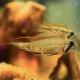 picture of Apistogramma piaroa