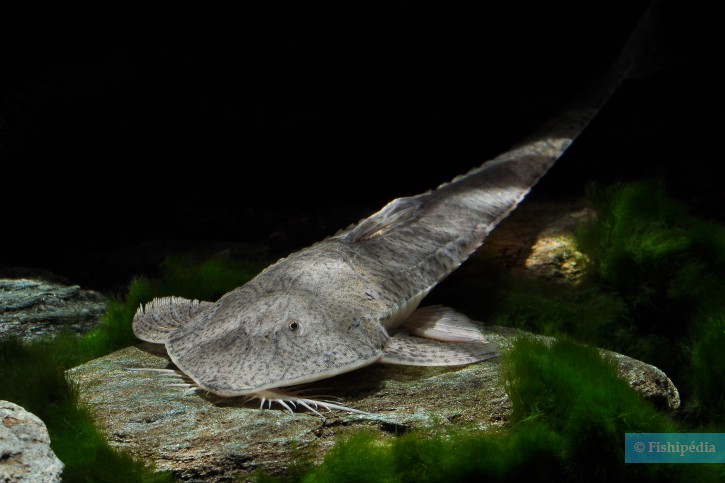 Pseudohemiodon laticeps