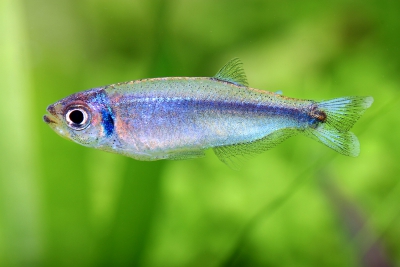 tétra bleu Characidae