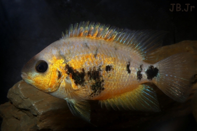Amatitlania altoflava Cichlidae