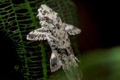 Hemiloricaria beni Loricariidae