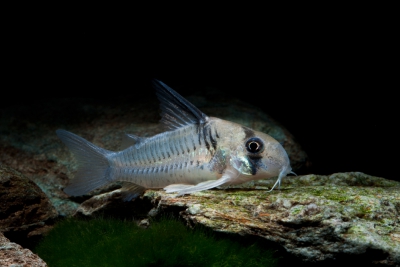 Corydoras armatus