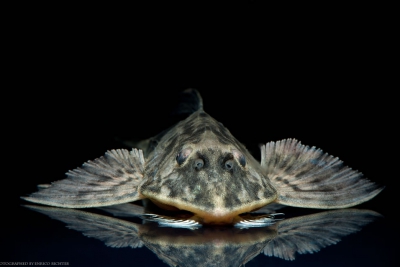 Loricaria simillima Loricariidae