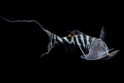 Brachyplatystoma tigrinum