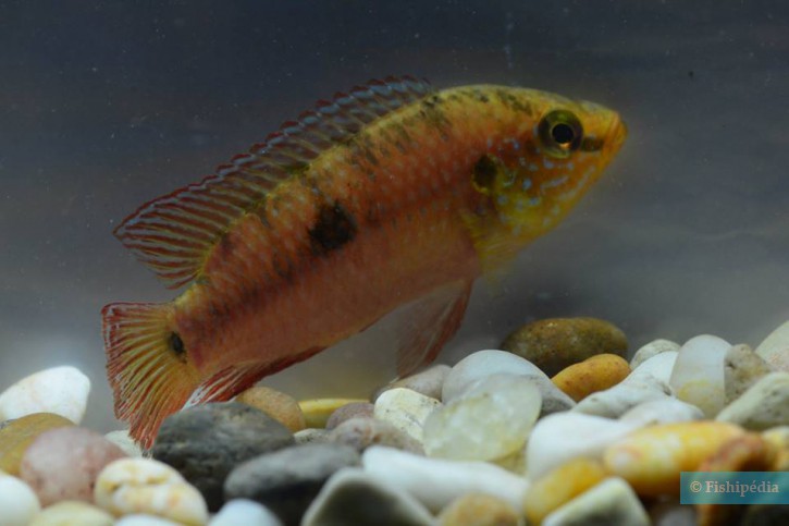 Rubricatochromis lifalili