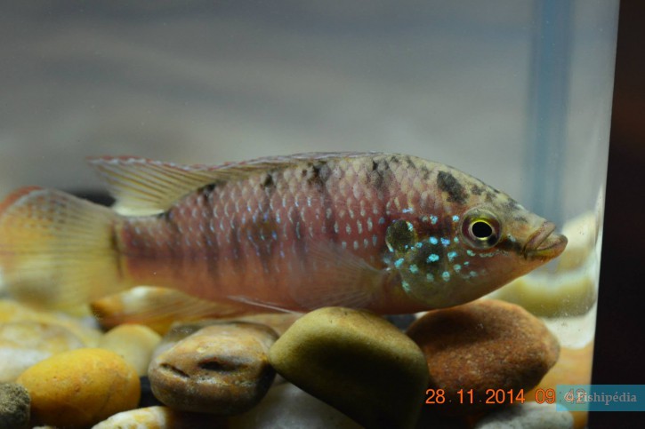 Rubricatochromis lifalili