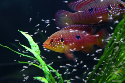 cichlidé joyau Cichlidae