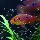 picture of Hemichromis lifalili