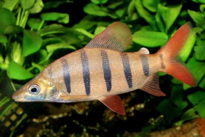 Distichodus lusosso Distichodontidae